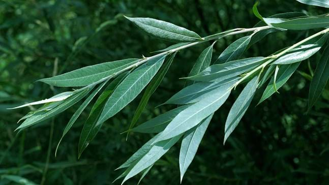 White willow leaves from the tree that you will use to make your own aspirin green on top and downy on bottom 